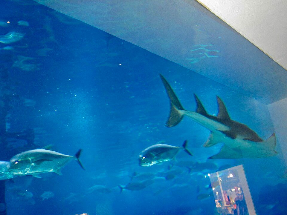 Dubai Aquarium & Underwater Zoo – photo 3